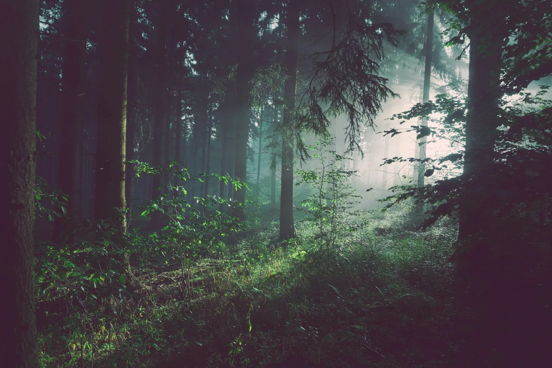 Morning light filtering through a quiet forest of tall trees