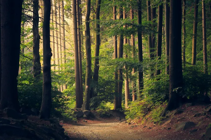 Sunlight falling across the trunks and floor of a green woodland